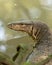 Malayan Water Monitor Lizard, Varanus salvator, in Sungei Buloh Wetland Reserve