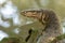 Malayan Water Monitor Lizard, Varanus salvator, in Sungei Buloh Wetland Reserve