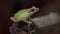 Malayan White-lipped Tree Frog sitting on tree branch in jungle. Night safari in tropical rainforest. Close up