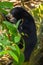 Malaysia, Borneo, Sabah, Sandakan Conservation animals, Malay bears