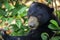 Malaysia, Borneo, Sabah, Sandakan Conservation animals, Malay bears