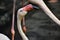 Malaysia, flamingo in Underwaterworld Langkawi.