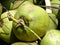 Malaysia Green Coconut fruit