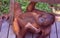 Malaysia: A handicaped young Orang Utan lying on the rainforest wood bridge at the reha center in Sarawak