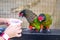 MALAYSIA, KUALA LUMPUR, JANUARY 07, 2018: Two multi-colored green-red parrots feed from the hands of a child in Kuala Lumpur Bird