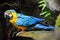 Malaysia, parrot in Langkawi Island.