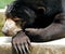 Malaysia, penang: Asian bear