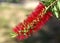 Malaysia, Penang: Flowers in the jungle