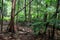Malaysia Tree Fern Forest Wilderness Landscape