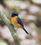 Malaysian Blue Blue-flycatcher Cyornis turcosus