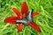 Malaysian blue clipper butterfliy on a hemerocallis flower