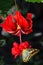 Malaysian blue clipper butterfly on a Variegated Tropical Hibiscus flower