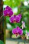 Malaysian Borneo orchid garden