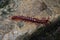 A Malaysian Cherry-red Centipede foraging on a rock inside a jungle in Penang