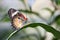 Malaysian Lacewing Butterfly on long leaf plant