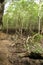 A malaysian mangrove forest on langkawi