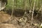 A malaysian mangrove forest on langkawi