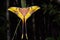 Malaysian moon moth