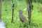 Malaysian night heron