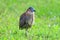 Malaysian night heron