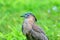 Malaysian night heron