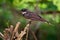 Malaysian Pied-Fantail - Rhipidura javanica black and white singing bird with the big tail, in the genus Rhipidura, its natural