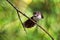 Malaysian Pied-Fantail - Rhipidura javanica black and white stretching and jogging bird with the big tail, in the genus Rhipidura