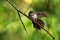 Malaysian Pied-Fantail - Rhipidura javanica black and white stretching and jogging bird with the big tail, in the genus Rhipidura