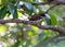 Malaysian Pied Fantail (Rhipidura javanica) spotted in Kuala Lumpur