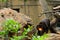 Malaysian sun bear