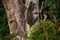 Malaysian varan big lizard in the wild. Wild flora and fauna of Southeast Asia. Borneo