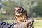 Malaysian wood owl in evening light