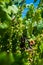 Malbec Grapes in Vineyard in Mendoza, Argentina