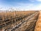 Malbec vineyards in autumn in the province of Mendoza, Argentina