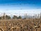 Malbec vineyards in autumn in the province of Mendoza, Argentina