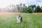 Malchi the Australian Shepherd Dog Playing Ball in a Field