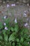 Malcolmia orsiniana subsp. angulifolia - Wild plant shot in the spring