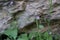 Malcolmia orsiniana subsp. angulifolia - Wild plant shot in the spring