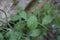 Malcolmia orsiniana subsp. angulifolia - Wild plant shot in the spring