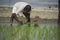 Malda, India- January 6th, 2021: Old Farmer planting small green corp plants on a muddy field for agriculture