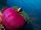 Maldive anemonefish
