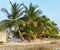 Maldives. Fishing island. Tall fluffy palm trees.