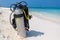 Maldives island beach, scuba diving gear on a beach