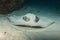 In the Maldives, underwater, underwater, and self-inflicted stingray, which fish can be pursued