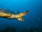 Maldivian hawkbill turtle floating on bottom of sea