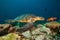 Maldivian hawkbill turtle floating on bottom of sea