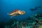 Maldivian hawkbill turtle floating on bottom of sea