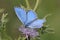 Male Adonis Blue Butterfly