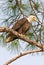 Male, adult, bald eagle, standing on a branch of a southern pine tre