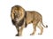 Male adult lion eyes closed, Panthera leo, isolated